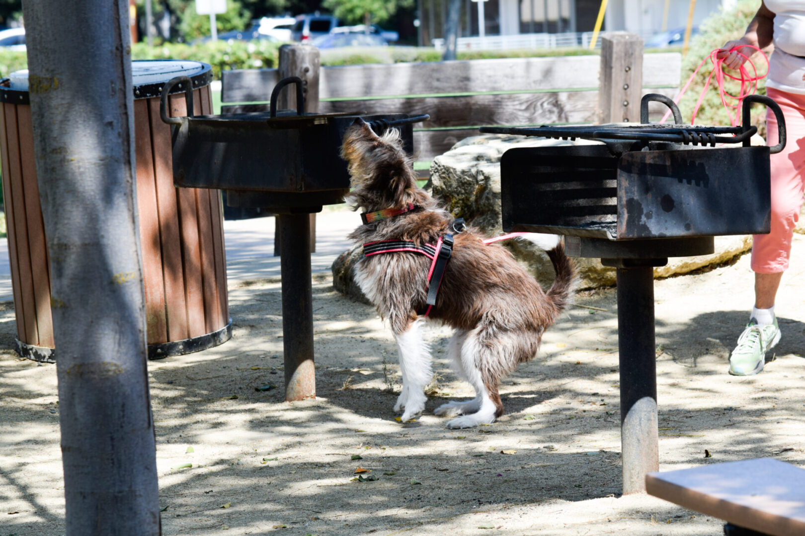 Dog works through barbeque smells to find odor practicing scent work