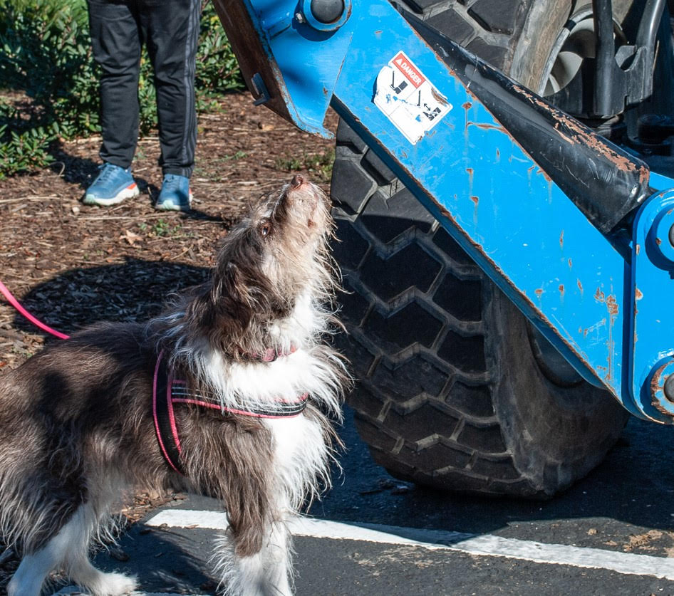 Italian Spinone mix finds odor doing scent work practice