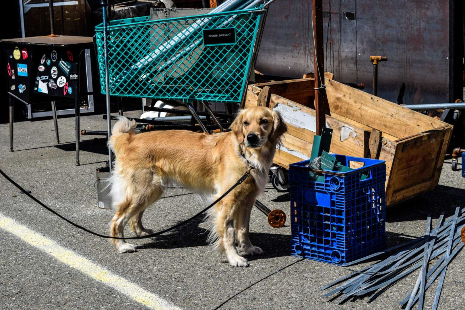 Golden Retriever practicing scent work