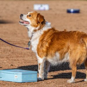 Dog signals that it found odor
