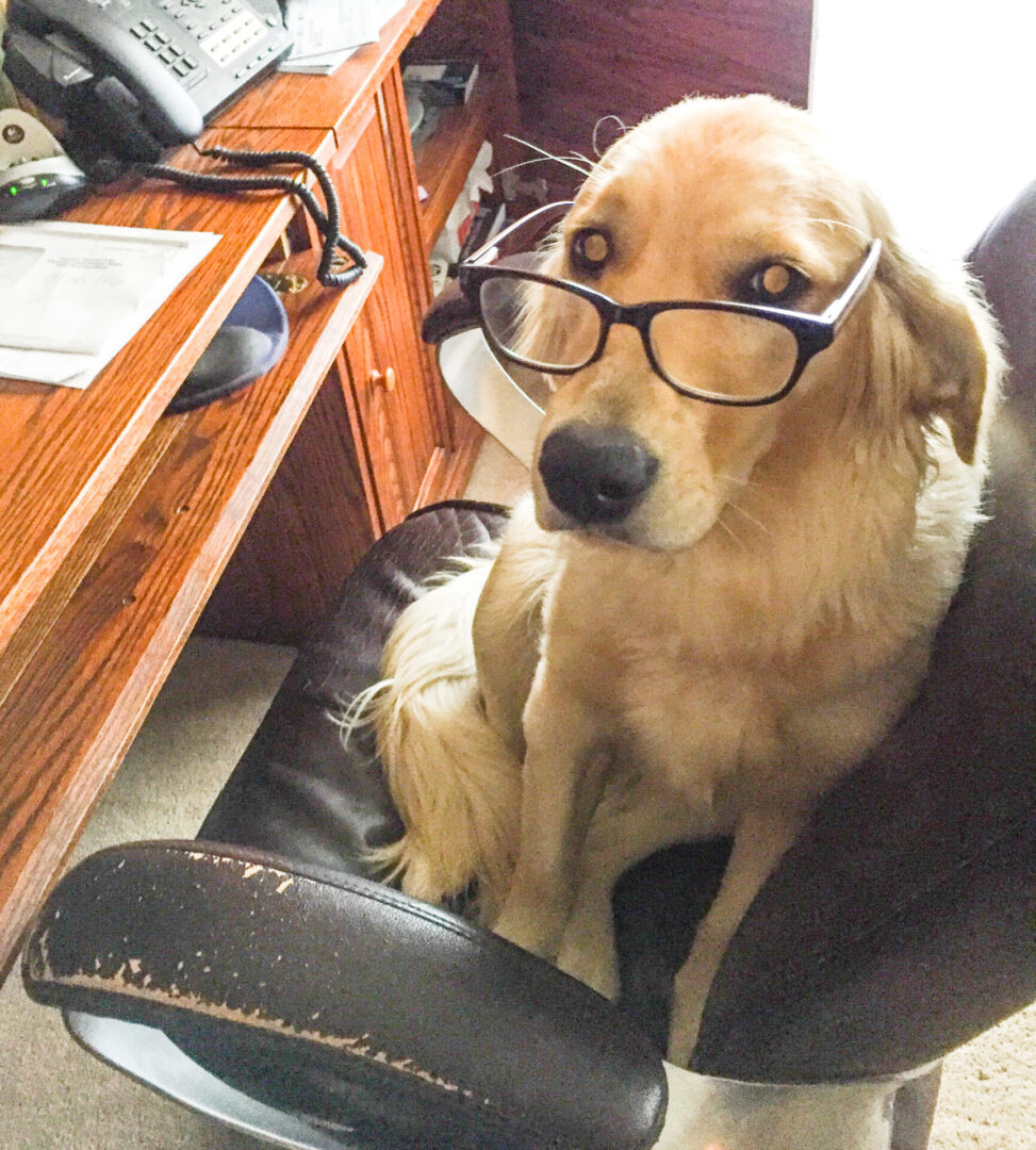 Dog on chair wearing glasses.