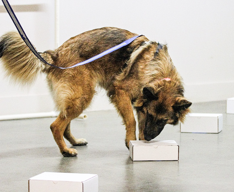 Hank doubles back to identify box containing odor