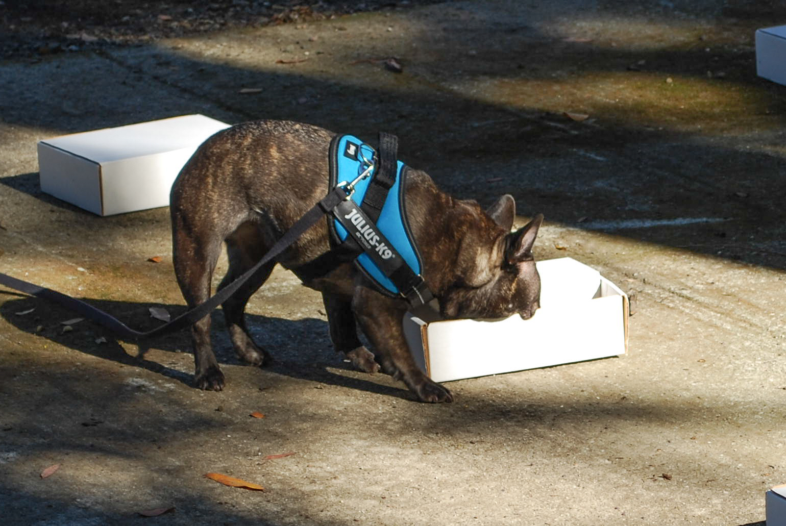 French Bulldog finds odor in box practicing scent work