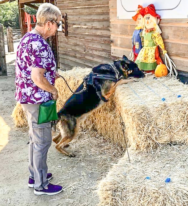 Dog finds odor source on a hay bale practicing scent work