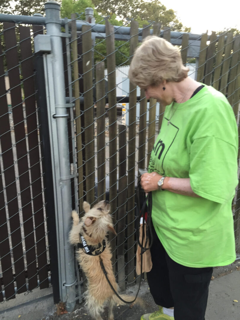 Little mixed breed finds odors on a fence practicing scent work