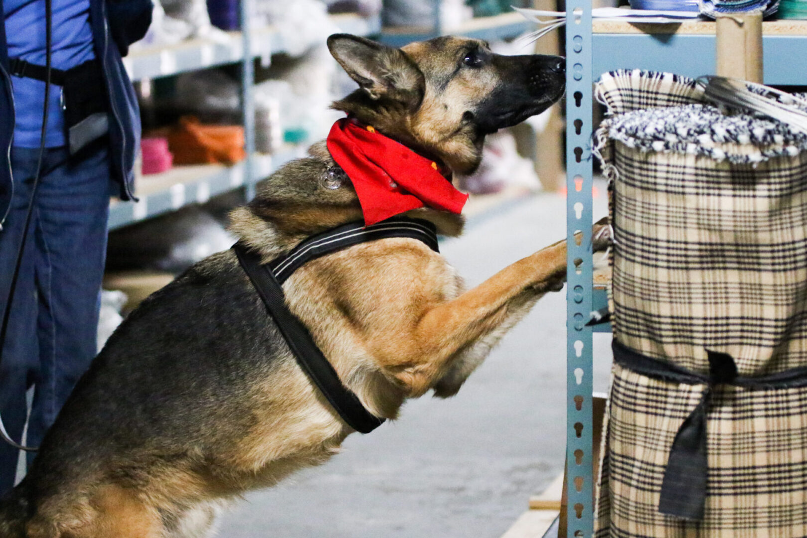 German Shepherd finds odor in a scent work trial element