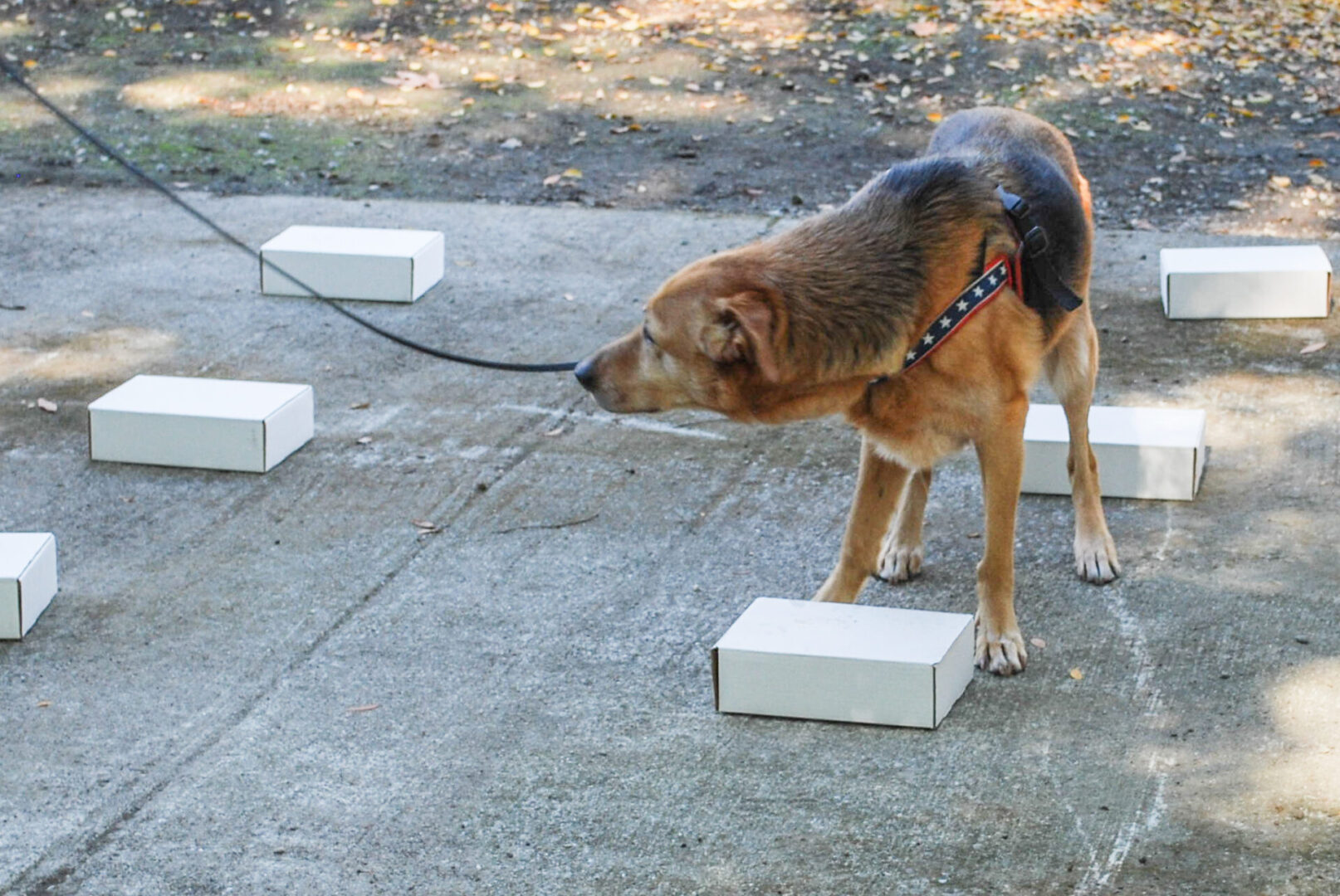 Shepherd Mix finds odor in a plain box practicing scent work