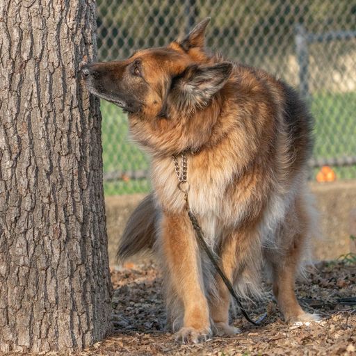 German Shepherd finds odor on a tree practicing scent work